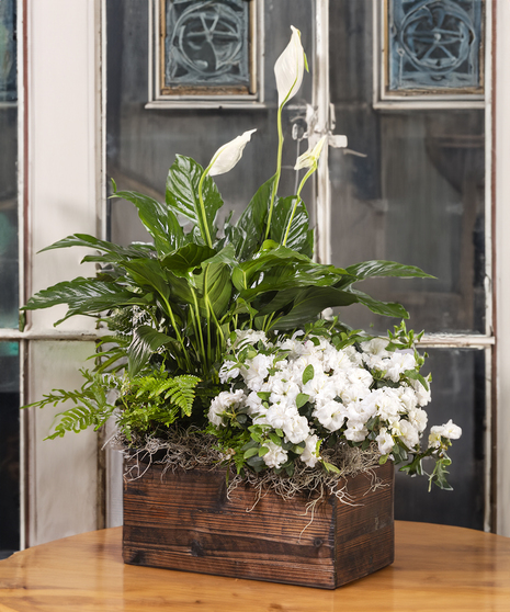 Flowering White Azalea & Peace Lily Planter