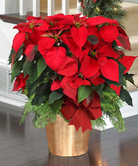 Imperial Red Poinsettia - (15+ Blooms, 28