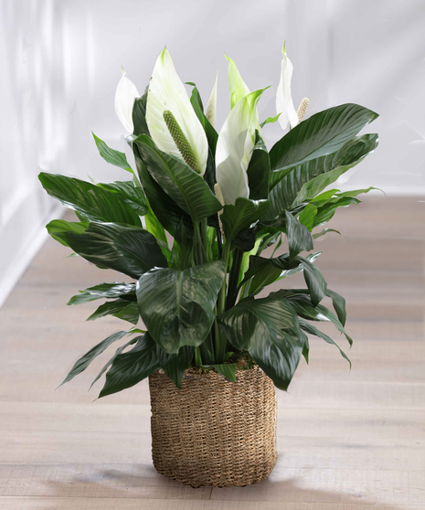 Peace Lily Spathiphyllum Green Plants