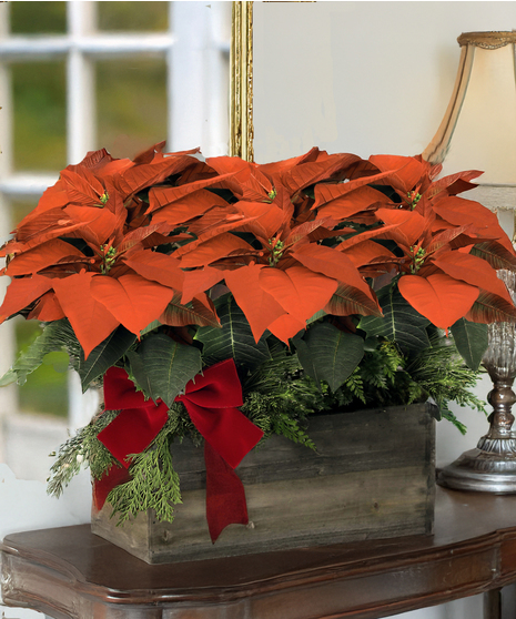 Double Poinsettia Planter