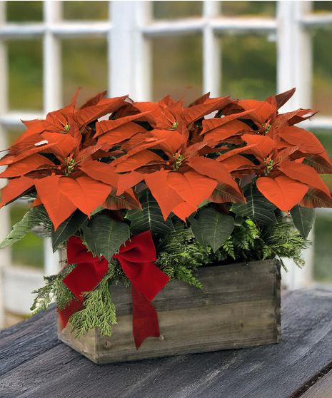 Double Poinsettia Planter