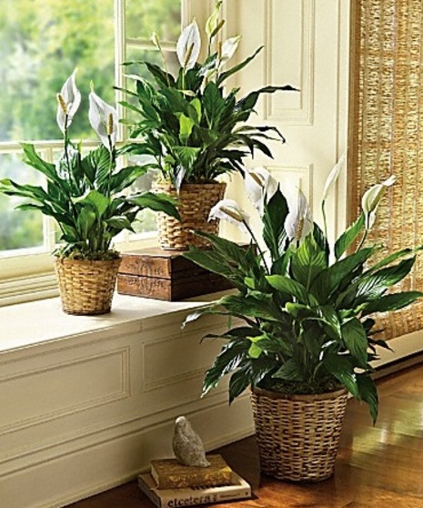 Peace Lily Spathiphyllum Plant