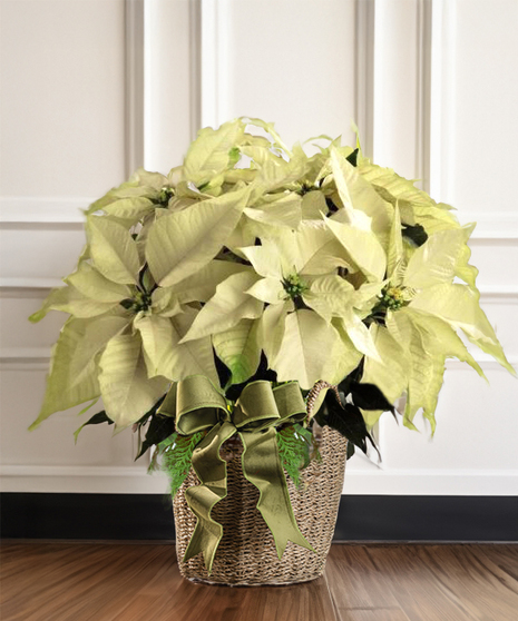 Deluxe White Poinsettia - Hand-Woven Basket  (8-12 Blooms, 19