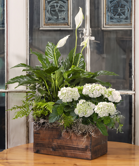 White Hydrangea & Peace Lily Planter