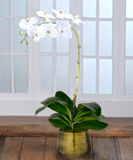 Orchids and Flowering Plants