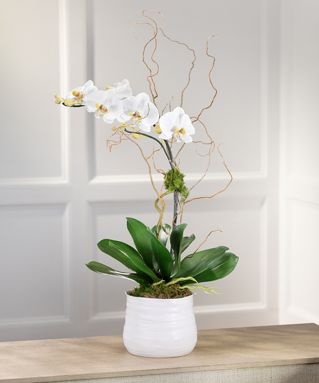 White Orchid Delivery Atlanta Georgia