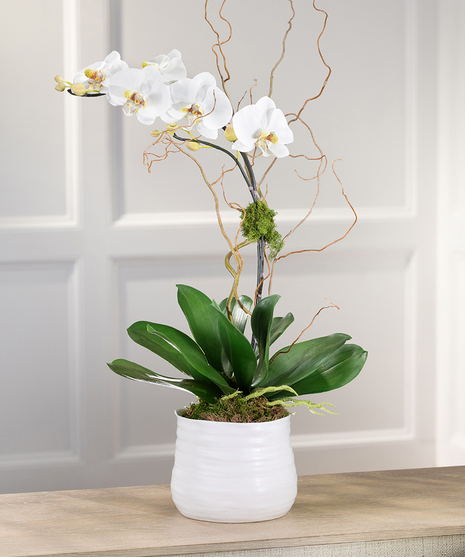 White Orchid Delivery Atlanta Georgia