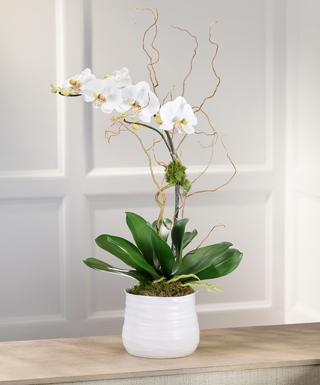 White Phalaenopsis Orchid Plant, Carithers Flowers Atlanta