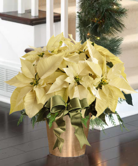 Deluxe White Poinsettia - Gold Holiday Container