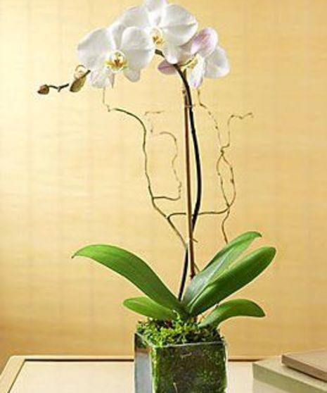 White Orchid Delivery Atlanta Georgia