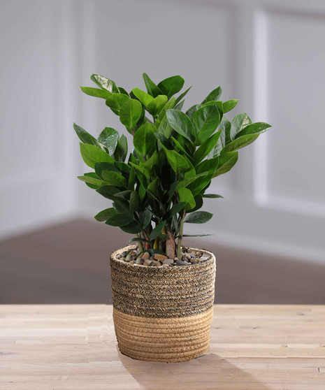 The ZZ Plant is a perfect home or office gift