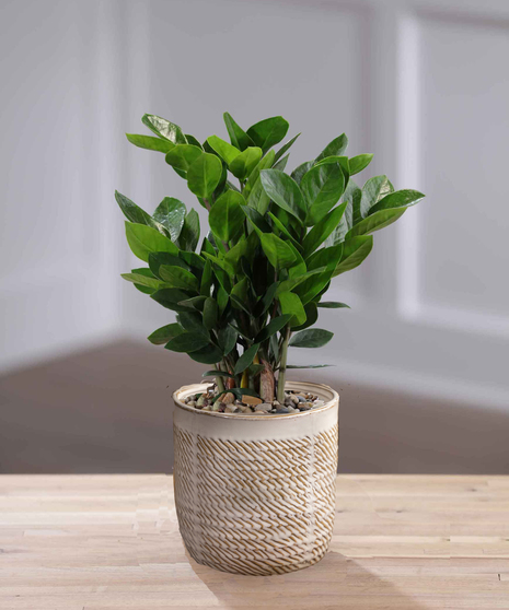 ZZ Plant