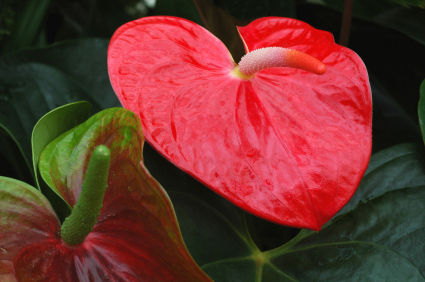 Helping Hands Of America >> anthurium, anthurium flower, anthurium flowers Helping Hands Of America >> anthurium, anthurium flower, anthurium flowers