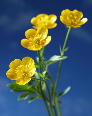 images of buttercup flowers images of buttercup flowers