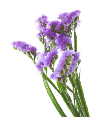 Limonium Limonium Flower Limonium Flowers