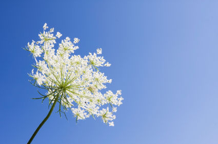anne's lace flower